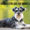 Why Schnauzers Are The Worst Dogs