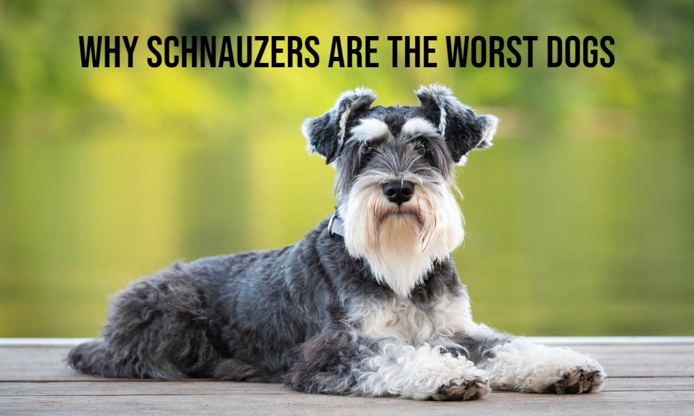 Why Schnauzers Are The Worst Dogs