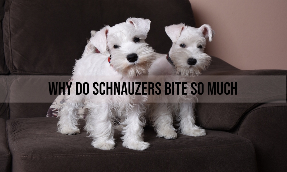 Why do Schnauzers bite so much